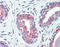 Solute carrier family 12 member 2 antibody, TA341288, Origene, Immunohistochemistry paraffin image 