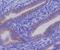 Keratin 7 antibody, M02416-2, Boster Biological Technology, Immunohistochemistry frozen image 