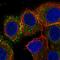V-Set Domain Containing T Cell Activation Inhibitor 1 antibody, HPA054200, Atlas Antibodies, Immunocytochemistry image 