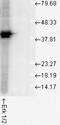 Erk1 antibody, NBP2-12728, Novus Biologicals, Western Blot image 