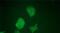 POU Class 5 Homeobox 1 antibody, PA1-16943, Invitrogen Antibodies, Immunocytochemistry image 