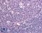 Atypical Chemokine Receptor 3 antibody, LS-B1815, Lifespan Biosciences, Immunohistochemistry paraffin image 