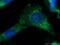 RRP6 antibody, 11178-1-AP, Proteintech Group, Immunofluorescence image 