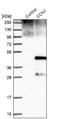 Cyclin J antibody, NBP1-90019, Novus Biologicals, Western Blot image 