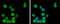Glomulin, FKBP Associated Protein antibody, GTX103064, GeneTex, Immunofluorescence image 