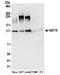 N-Acetyltransferase 10 antibody, NBP2-32263, Novus Biologicals, Western Blot image 