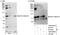 Kinesin-like protein KIFC1 antibody, A300-951A, Bethyl Labs, Western Blot image 