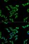 Sterol O-Acyltransferase 1 antibody, LS-C333990, Lifespan Biosciences, Immunofluorescence image 