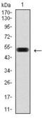Pancreatic And Duodenal Homeobox 1 antibody, GTX60575, GeneTex, Western Blot image 
