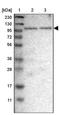 Rho Guanine Nucleotide Exchange Factor 26 antibody, PA5-53626, Invitrogen Antibodies, Western Blot image 