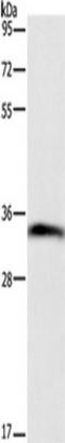 Annexin A13 antibody, TA349237, Origene, Western Blot image 