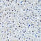 Histone H2B antibody, 18-414, ProSci, Immunohistochemistry frozen image 