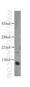 Ring-Box 1 antibody, 14895-1-AP, Proteintech Group, Western Blot image 