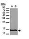 H2A Histone Family Member Z antibody, orb74131, Biorbyt, Western Blot image 