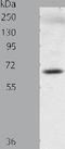 CRAF1 antibody, TA322871, Origene, Western Blot image 
