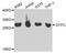 Glycophorin C (Gerbich Blood Group) antibody, TA327016, Origene, Western Blot image 