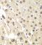 ETS Proto-Oncogene 1, Transcription Factor antibody, FNab02878, FineTest, Immunohistochemistry frozen image 
