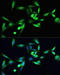 SMAD Family Member 3 antibody, 14-008, ProSci, Immunofluorescence image 