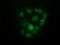 U2AF Homology Motif Kinase 1 antibody, TA501720, Origene, Immunofluorescence image 