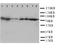 Heat Shock Protein Family A (Hsp70) Member 8 antibody, LS-C312959, Lifespan Biosciences, Western Blot image 