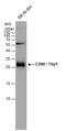 Thy-1 Cell Surface Antigen antibody, GTX130047, GeneTex, Western Blot image 
