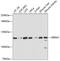Serine And Arginine Repetitive Matrix 1 antibody, 19-994, ProSci, Western Blot image 