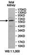 Zinc Finger Protein 697 antibody, orb78228, Biorbyt, Western Blot image 