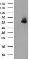 Syntrophin Alpha 1 antibody, TA502057, Origene, Western Blot image 