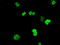 Deoxynucleotidyltransferase terminal-interacting protein 1 antibody, TA501130, Origene, Immunofluorescence image 