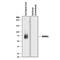 Opioid Receptor Mu 1 antibody, MAB86291, R&D Systems, Western Blot image 