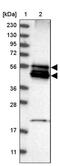 BCL2 Interacting Protein 2 antibody, PA5-55438, Invitrogen Antibodies, Western Blot image 