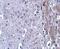 Matrilin 4 antibody, NBP1-77012, Novus Biologicals, Immunohistochemistry frozen image 