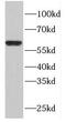 F-Box And WD Repeat Domain Containing 11 antibody, FNab03052, FineTest, Western Blot image 