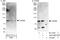 Phosphodiesterase 8B antibody, A303-060A, Bethyl Labs, Immunoprecipitation image 