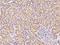 Polycystin 2 Like 2, Transient Receptor Potential Cation Channel antibody, 200817-T08, Sino Biological, Immunohistochemistry frozen image 