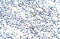 Nucleolar Protein 4 antibody, 29-320, ProSci, Immunohistochemistry frozen image 
