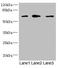 Meiotic recombination protein REC8 homolog antibody, LS-C676382, Lifespan Biosciences, Western Blot image 