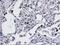 CCM2 Scaffold Protein antibody, LS-C337468, Lifespan Biosciences, Immunohistochemistry frozen image 