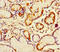 Peptidoglycan Recognition Protein 4 antibody, A63130-100, Epigentek, Immunohistochemistry paraffin image 
