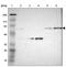 P67phox antibody, NBP1-82543, Novus Biologicals, Western Blot image 