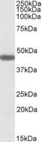 Prokineticin receptor 2 antibody, TA311575, Origene, Western Blot image 
