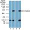 MOK Protein Kinase antibody, NBP2-03951, Novus Biologicals, Western Blot image 