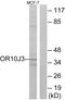 Olfactory Receptor Family 10 Subfamily J Member 3 antibody, PA5-39775, Invitrogen Antibodies, Western Blot image 