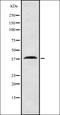 Nherf antibody, orb337151, Biorbyt, Western Blot image 