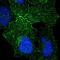 G Protein-Coupled Receptor 156 antibody, NBP1-83402, Novus Biologicals, Immunocytochemistry image 