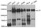 Helicase Like Transcription Factor antibody, STJ110651, St John