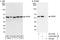 VPS33B Interacting Protein, Apical-Basolateral Polarity Regulator, Spe-39 Homolog antibody, A303-526A, Bethyl Labs, Western Blot image 