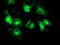 Microtubule-associated protein RP/EB family member 2 antibody, TA502961, Origene, Immunofluorescence image 