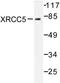 X-Ray Repair Cross Complementing 5 antibody, LS-C176374, Lifespan Biosciences, Western Blot image 