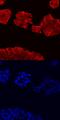 Proteinase-activated receptor 1 antibody, AF3855, R&D Systems, Immunocytochemistry image 